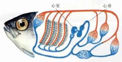 ���ѭ��ϵͳ