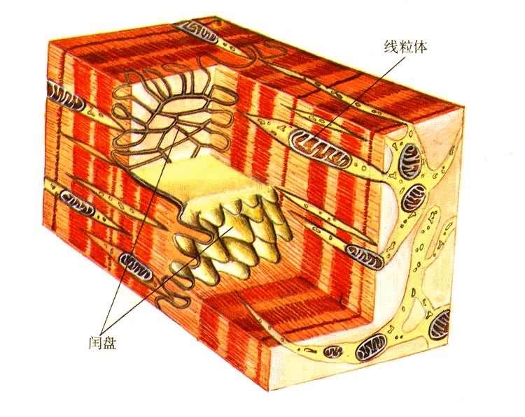 �ļ���ϸ΢�ṹ