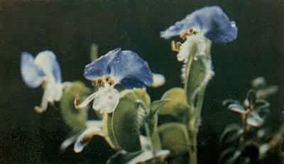 Ѽ�Ųݣ�Ѽ�Ųݿ�