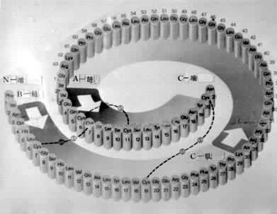 ���ȵ���ԭ�Ľṹ