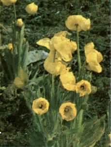 ȫԵ�������ڿ�