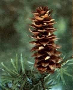 ������ɼ