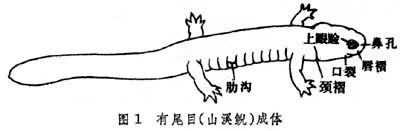 ͼ1