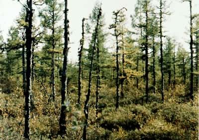 ��̿޺�����н��������ġ�С������