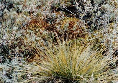 �˰���ƶӪ��̿޺����