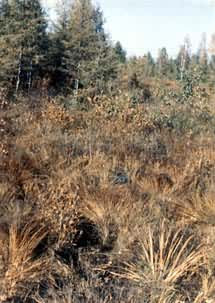 ��Ҷ�ɡ����ԡ�̦������