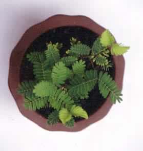 ���߲ݵ���ѹ�˶�����������ǰ