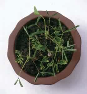 ���߲ݵ���ѹ�˶�������������