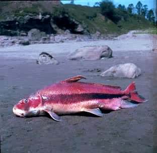 �й���֬��