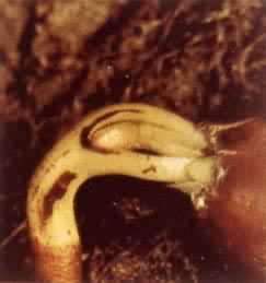 ŷ�ް��ݵ������ȷ�������ѿ���������