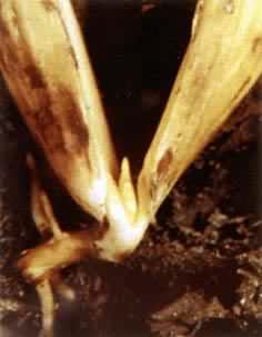 ŷ�ް��ݵ������ȷ������������Ҷ��Χ����ѿ������