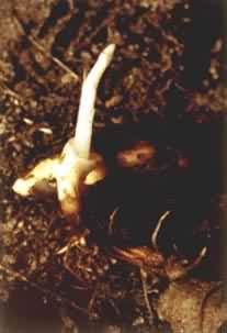 ŷ�ް��ݵ������ȷ�������ѿ�ķ��������Կ�����һ������