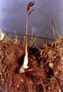 ���˳�����Ҷ����Ҷ������ڼ����