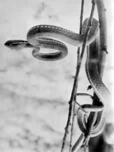 ��Ҷ�����̬