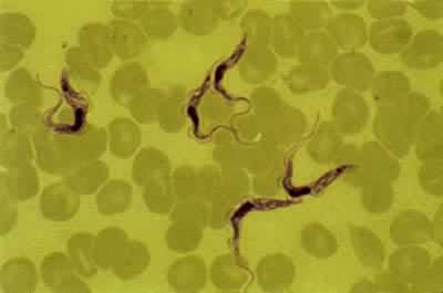 ����׶�棬����������ţ��