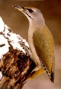 ��������ľ