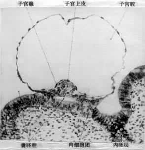 ͼ1��⨺����ݸտ�ʼ�Ŵ�����Ƭ�ܾ���9�죬���ݸ����ӹ���Ĥ��Ƥ