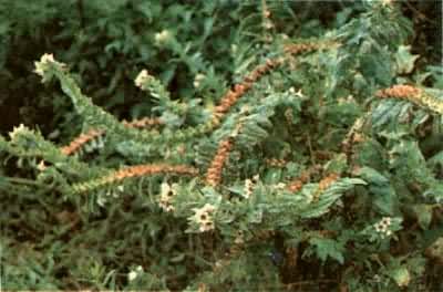 ��������ϲݿ�