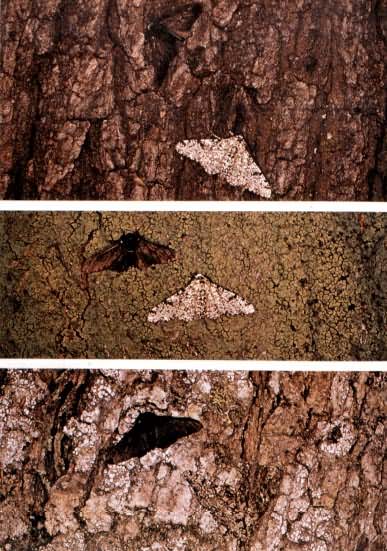 ���������ɫѡ�񡪡�֧�ִ������Ȼѡ��ѧ˵����Ҫ֤��