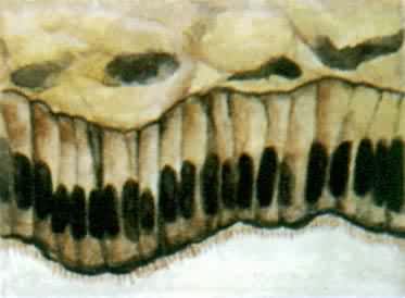 ������֯������״��Ƥ