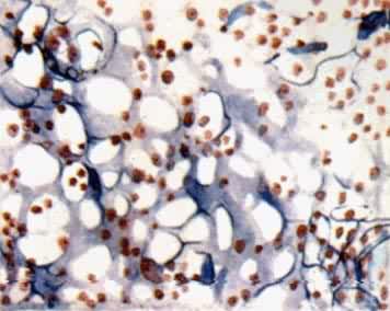 ������֯������״�����֯