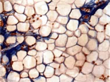 ������֯����֬�������֯