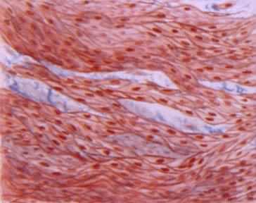 ������֯����ƽ����