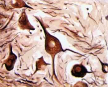 ������֯�����˶���Ԫ