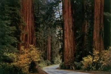 ������ɼ��