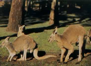 澳大利亚袋鼠