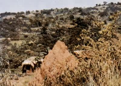 �������е���ڣ