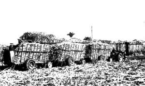 �ո��ĸ�����������