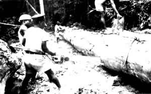 ���ڲɷ��İ¿�÷ľ(�����)