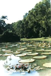 ӡ��������ï��ֲ��԰