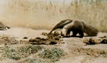 南美洲亚马孙热带丛林中的食蚁兽