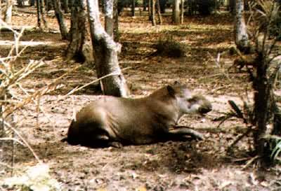 南美洲亚马孙热带丛林中的貘