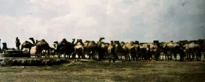 �����������Ⱥ