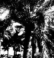 ï�ܵ�Ҭ����