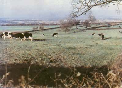 Ӣ�����в�ũ�������ɫ