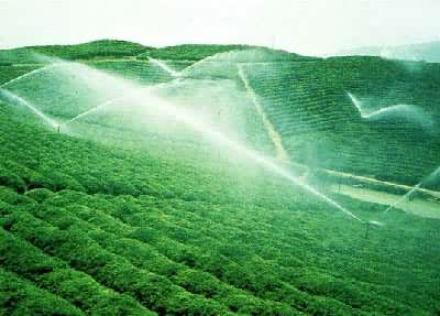 �㽭��Ҧ��԰���