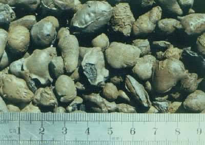 �����Ἧ�ϡ���ҳ������