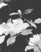 ��������ݲ���������ެ�˿ɽ��