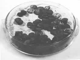 ��Խ��ĹСī��