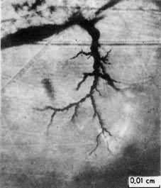 ͼ2 ����ϩ��������