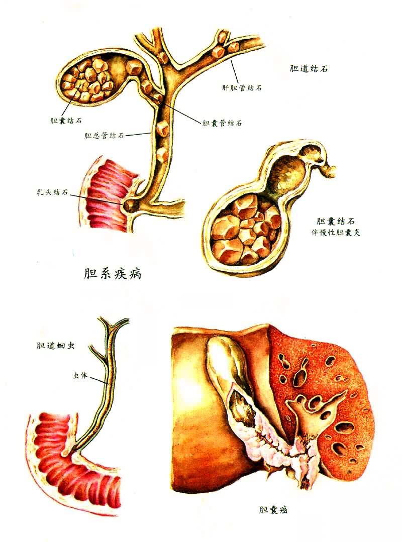 ��ϵ����