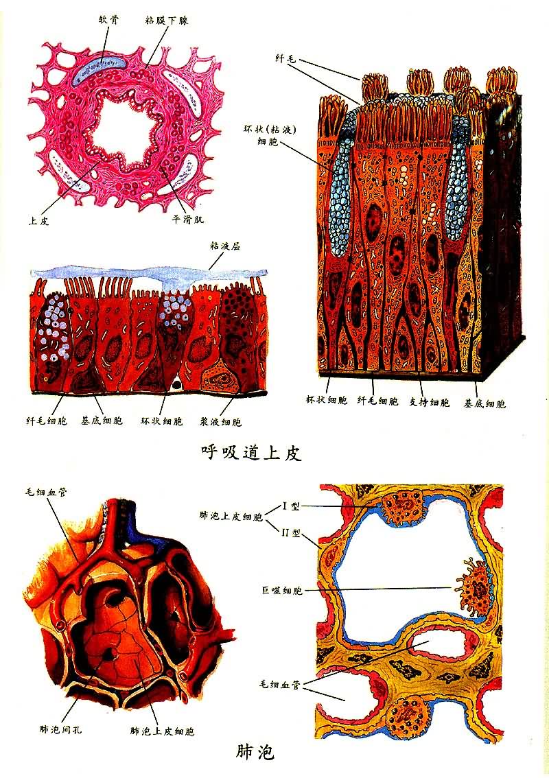 ��������Ƥ�ͷ���