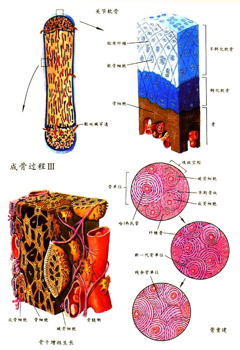 �ɹǹ��� III