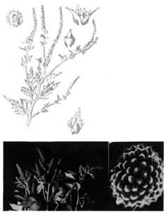 ��ݡ���ֲ�ꡡ�ҡ�����