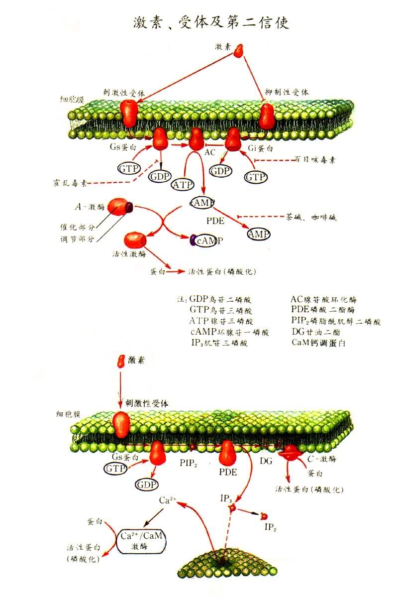 ���ء����弰�ڶ���ʹ