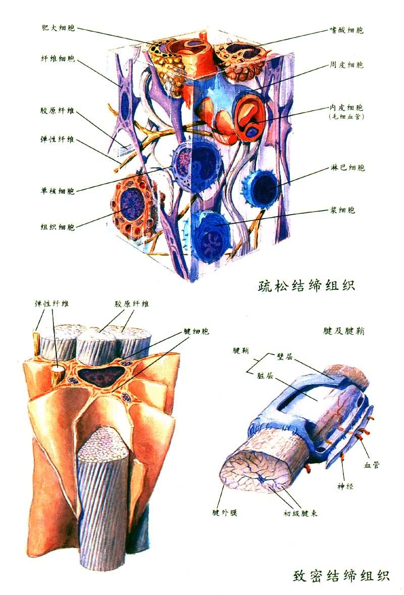 ���ɺ����ܽ����֯